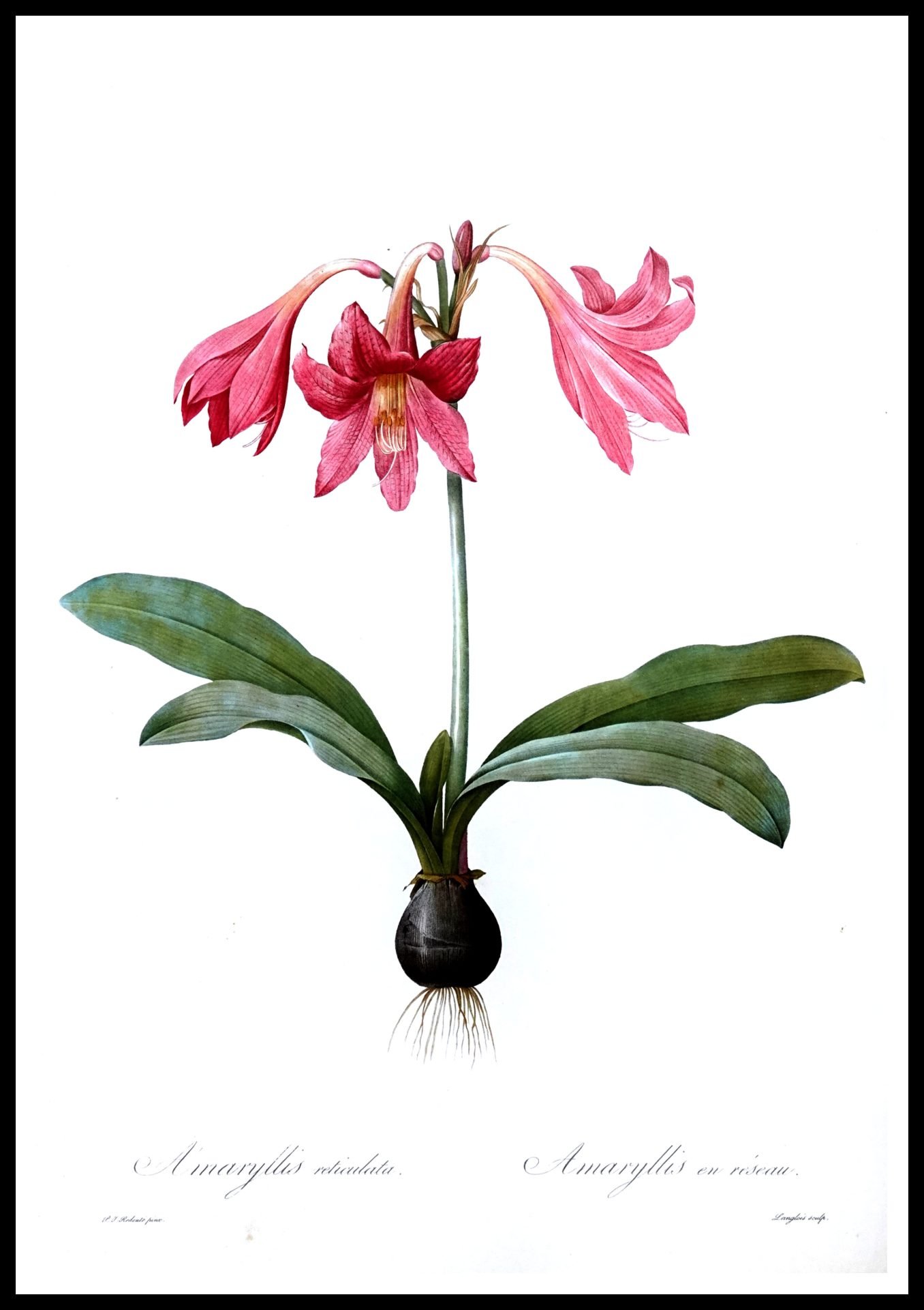 ALP F13014 Amaryllis Reticulata Pink (Antique Prints)